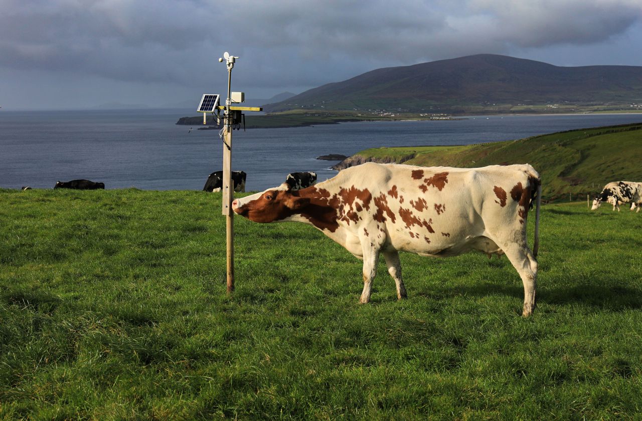 Dingle Farm Ambassador Programme commended by UN