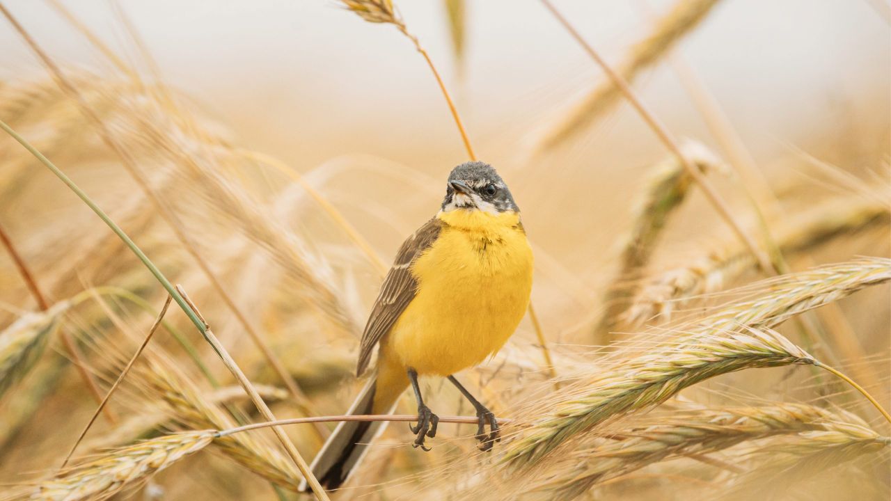 Want to identify a bird? There's an app for that