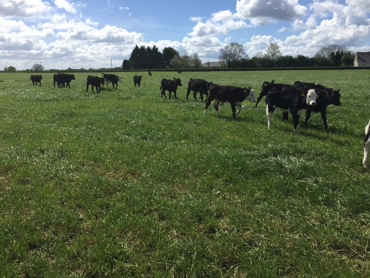 How one beef farmer tripled profits by focusing on grass