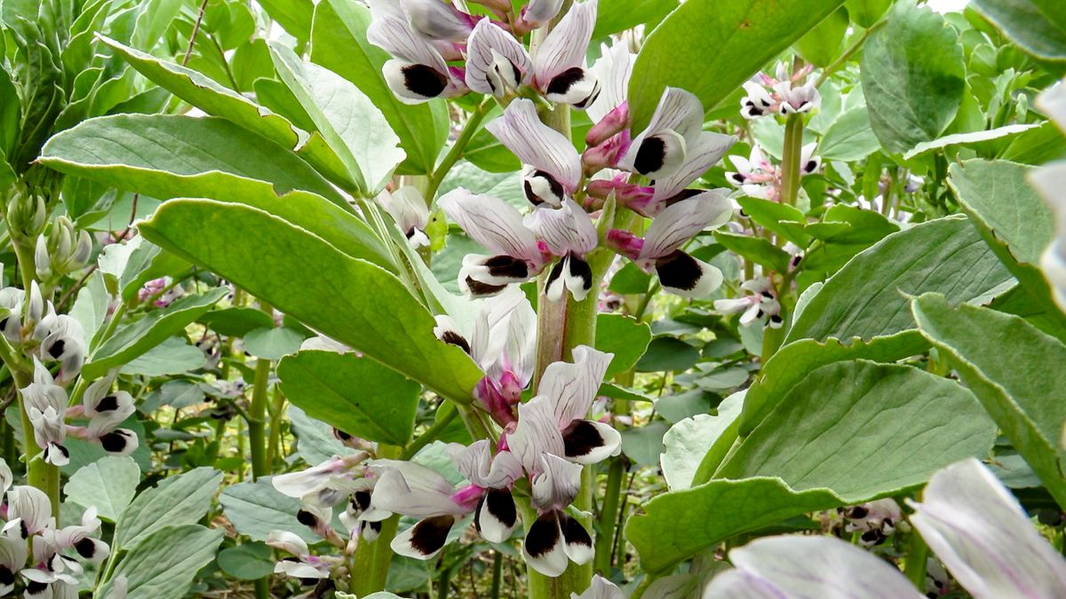Growing field beans – the agronomy has got to be just right