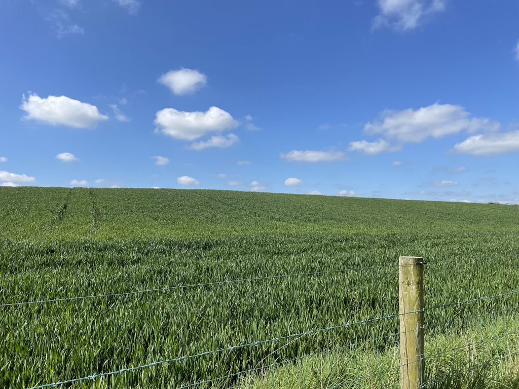 This crop will be cut and ensiled as wholecrop for beef cattle feed over the winter