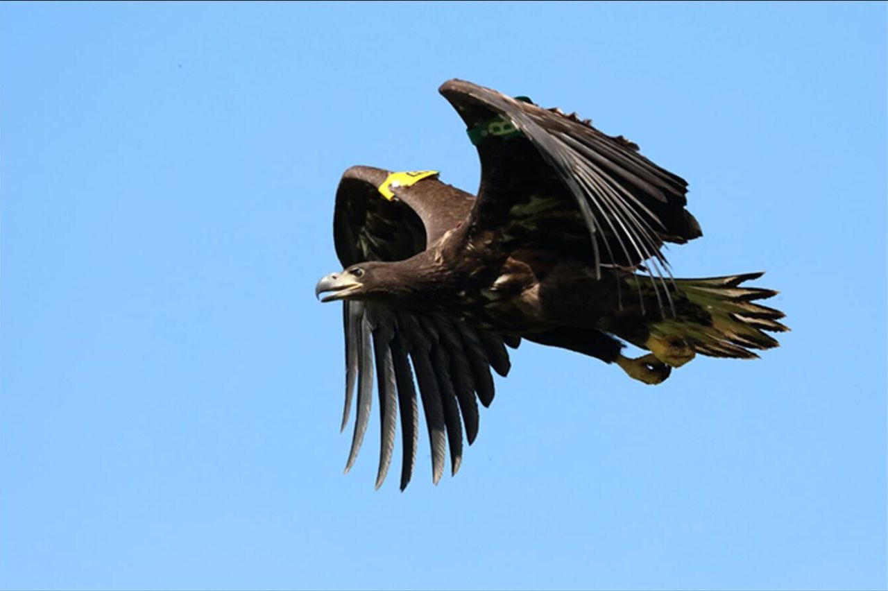 Information sought after poisoned white-tailed eagle discovered