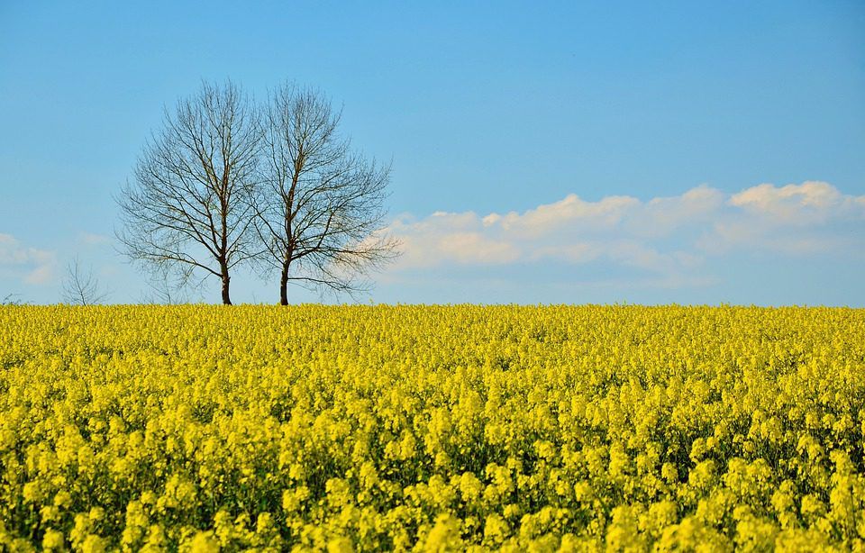 Europe 'hopelessly confused' on biofuels question