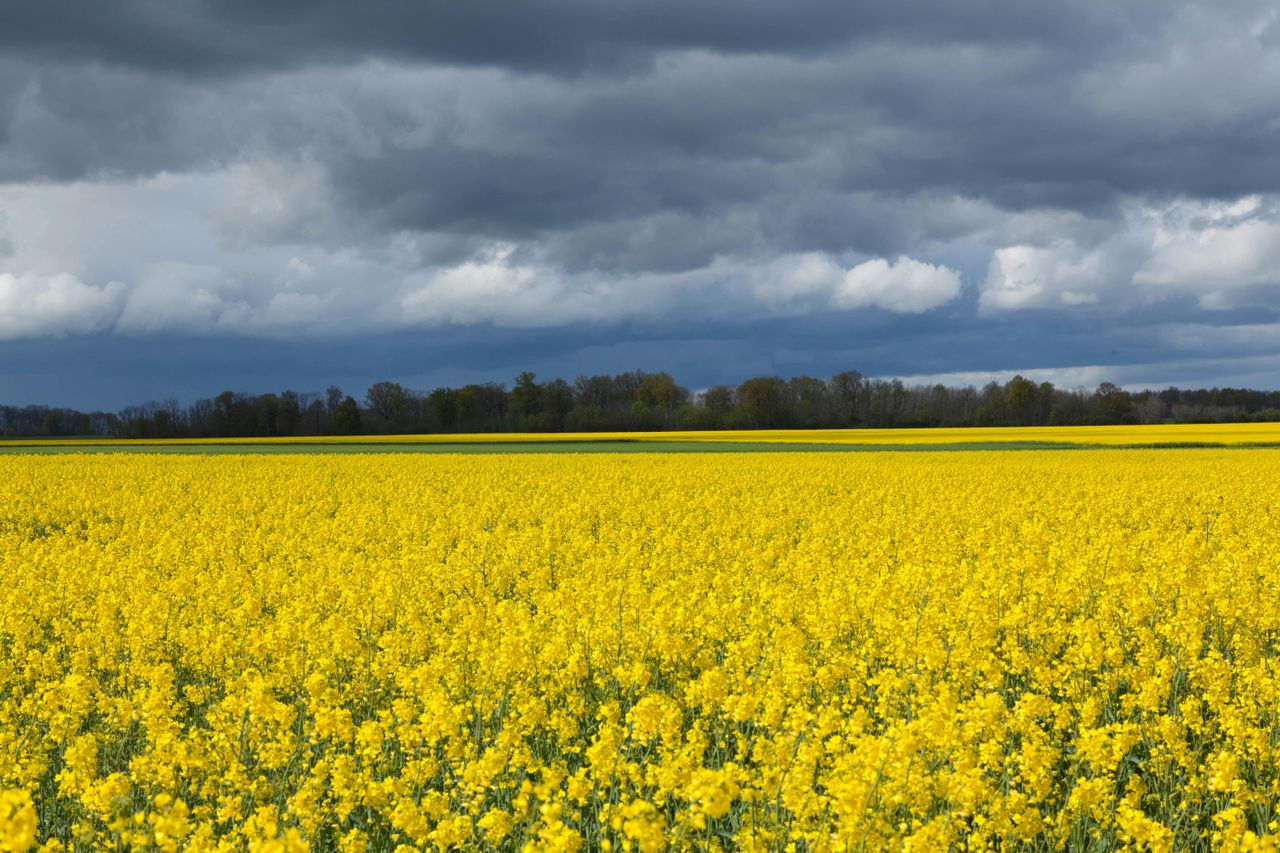Councillor issues warning to dog owners near rapeseed fields