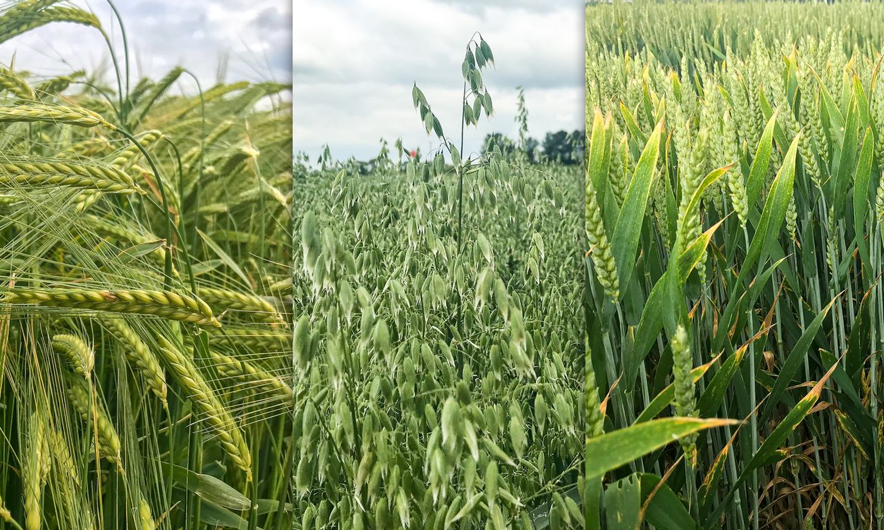 Department to consider exemptions from 2 and 3-crop Greening rules