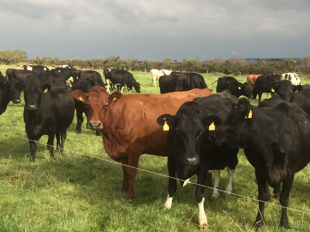 What average price can dairy farmers expect over the next five years?