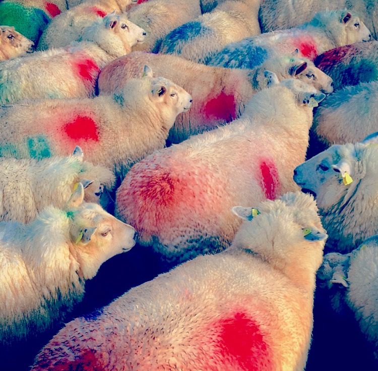 Sheep kill back by 496 head - Weekly kill is up 6%