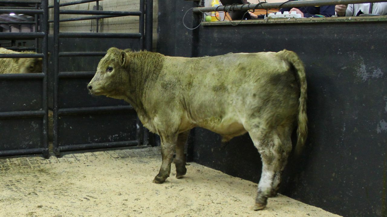 Cattle sale prices from the weekend in the east and west