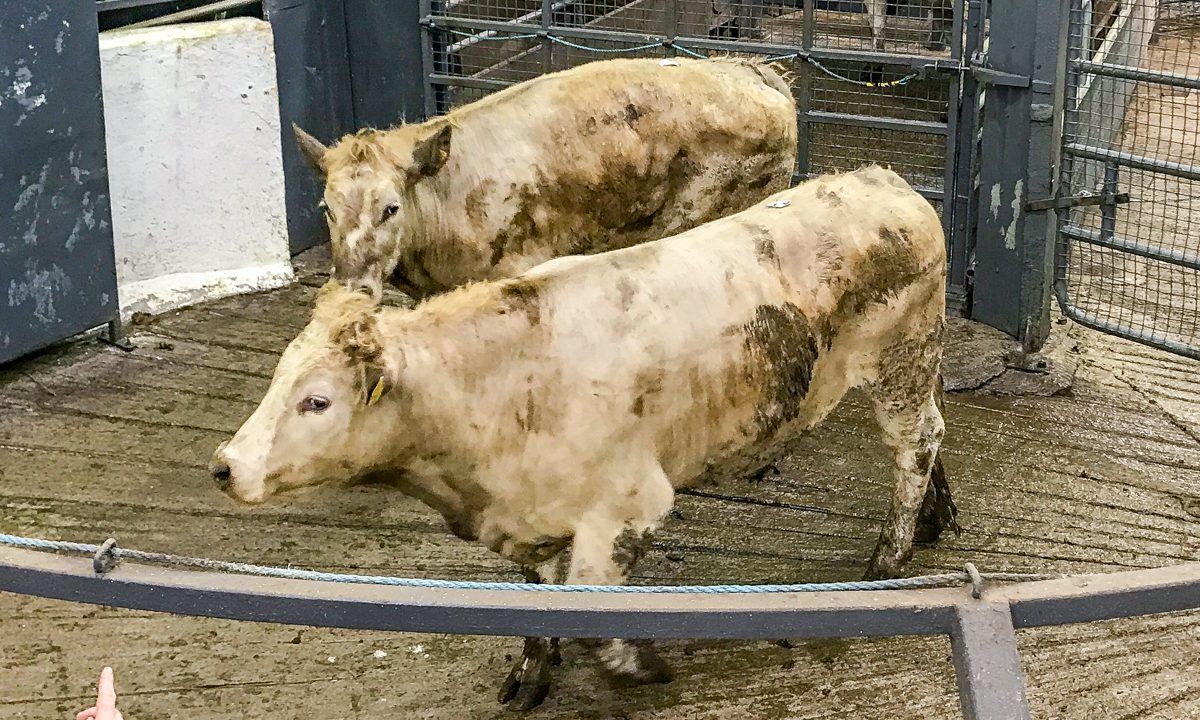 Beef kill: Steers continue to dominate throughput