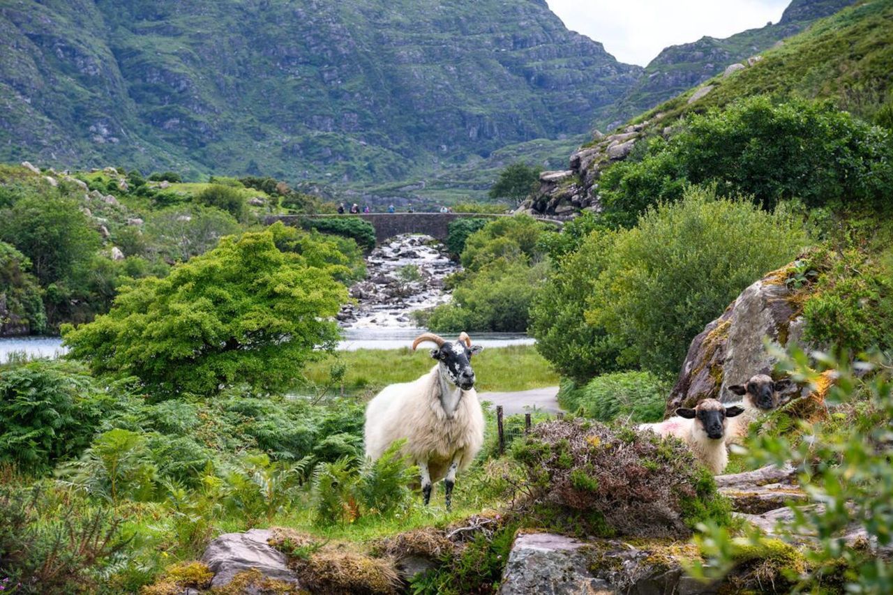 Ireland to host European Wool Day 2026