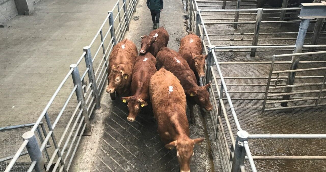 Mart report: Quality continentals scooped up at Kilkenny