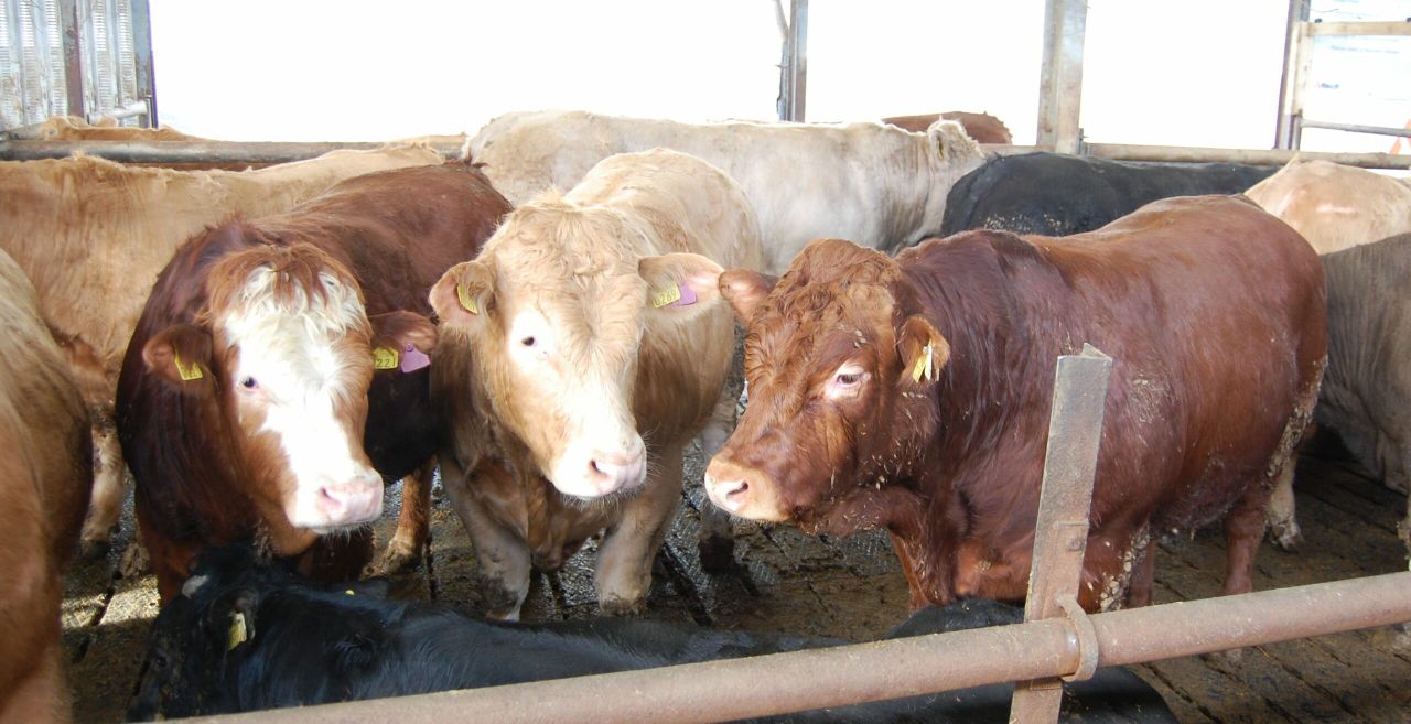 Beef trade: No let up in pressure from processors