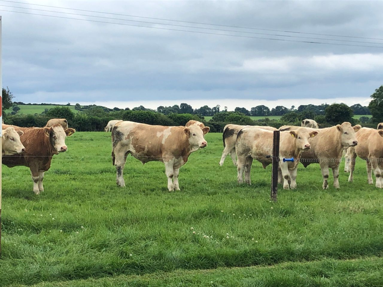 What's causing the unforeseen rise in Irish beef price?