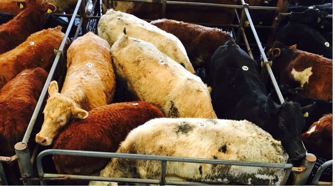 Mart report: A look at the weanling trade at Ennis Mart