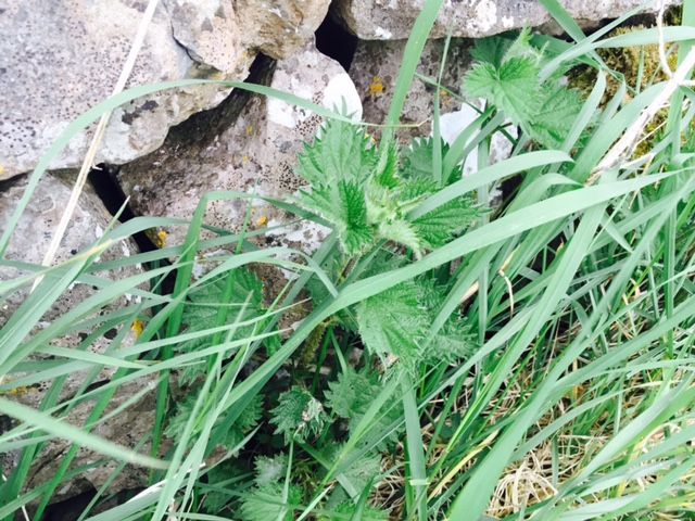Six of your weed control questions answered by Teagasc