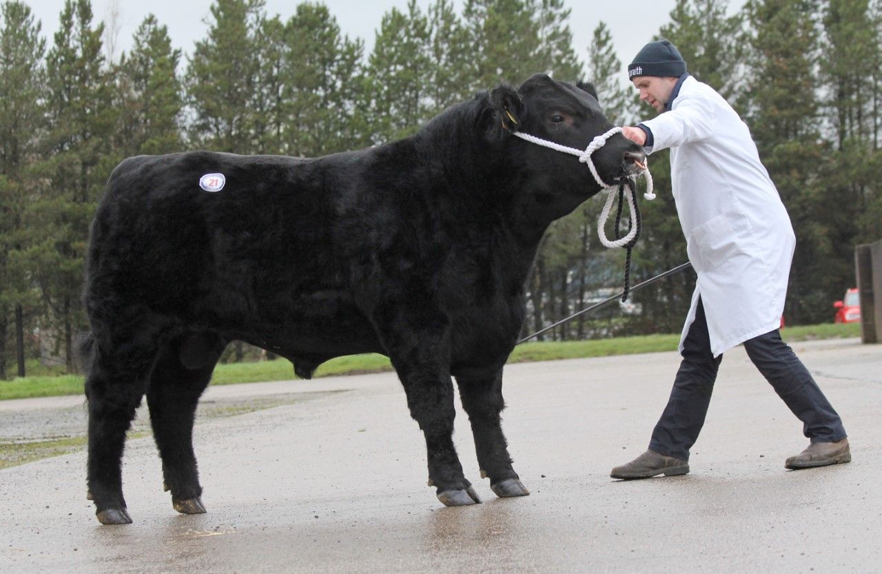 Aberdeen Angus bulls sell to 4,400gns twice at Dungannon