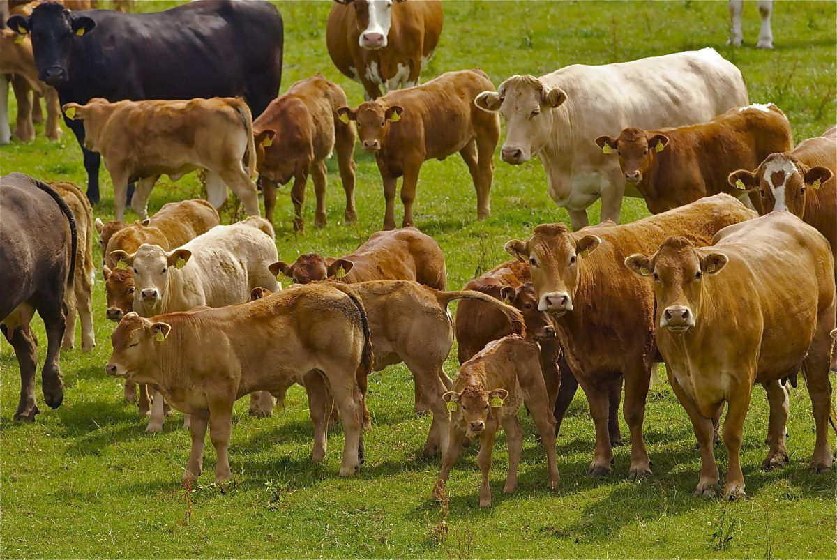 National suckler herd's economic importance to be studied in early 2018
