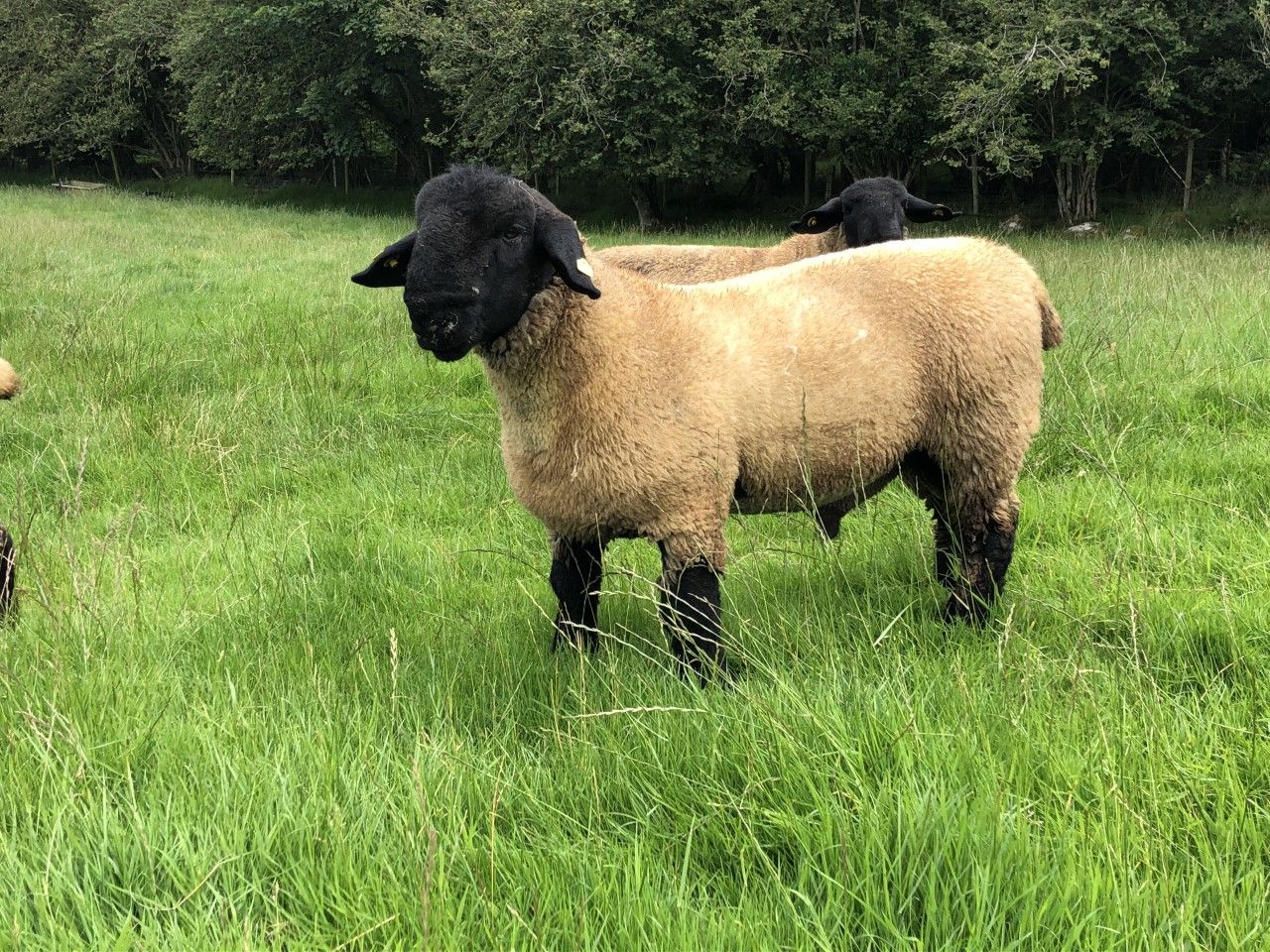 Sheep management: Time to check if your ram is fit for purpose