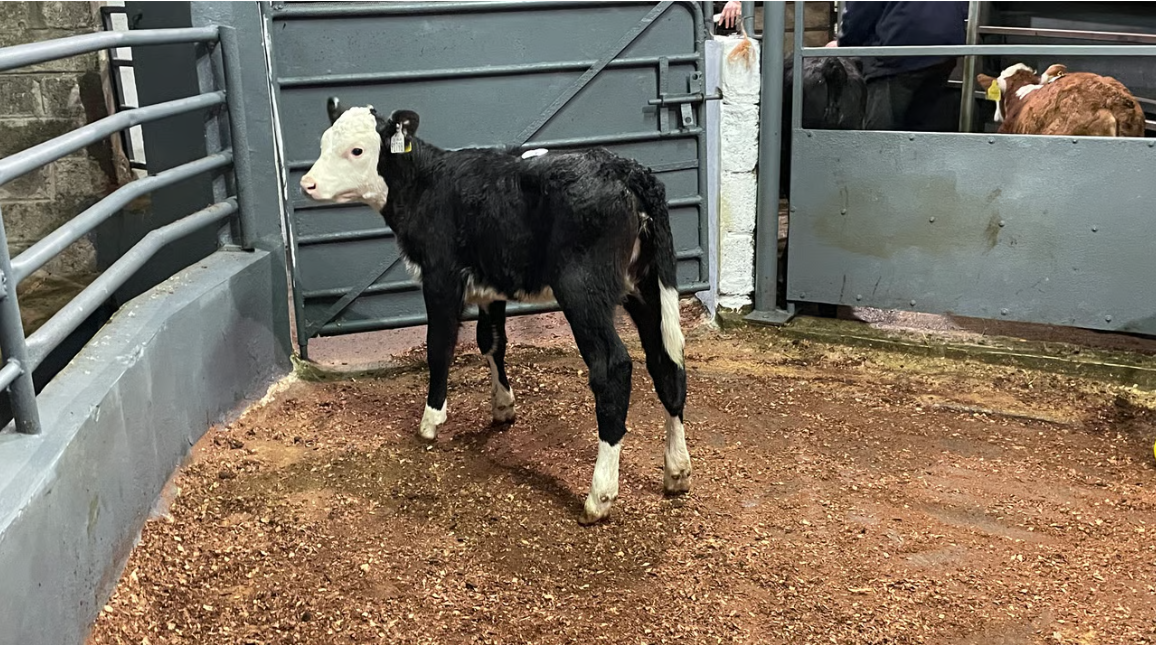 New evening calf sale to be established at Clare mart venue