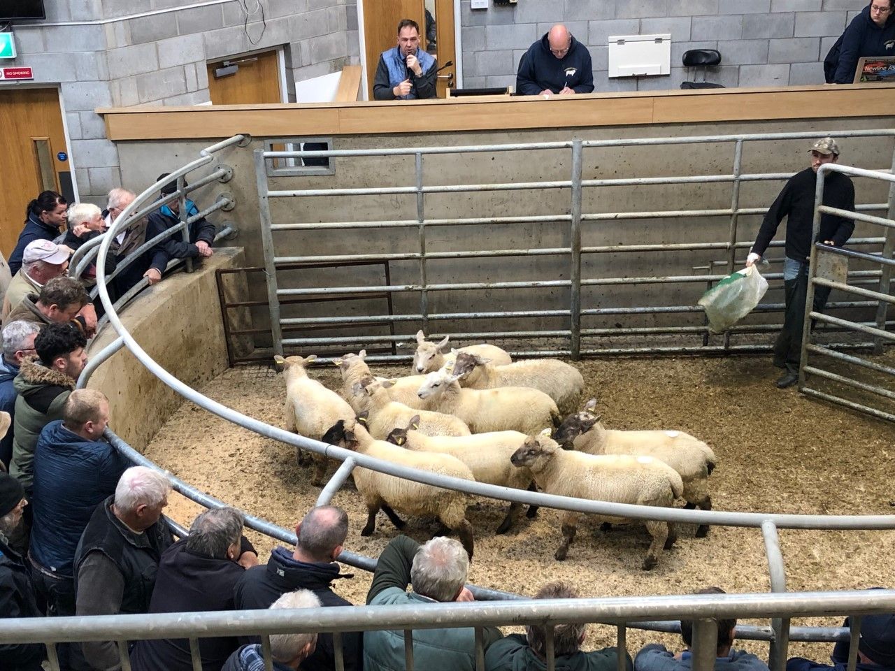 Sheep marts: No bite in the trade, as lamb prices continue to fall by €1-2/head