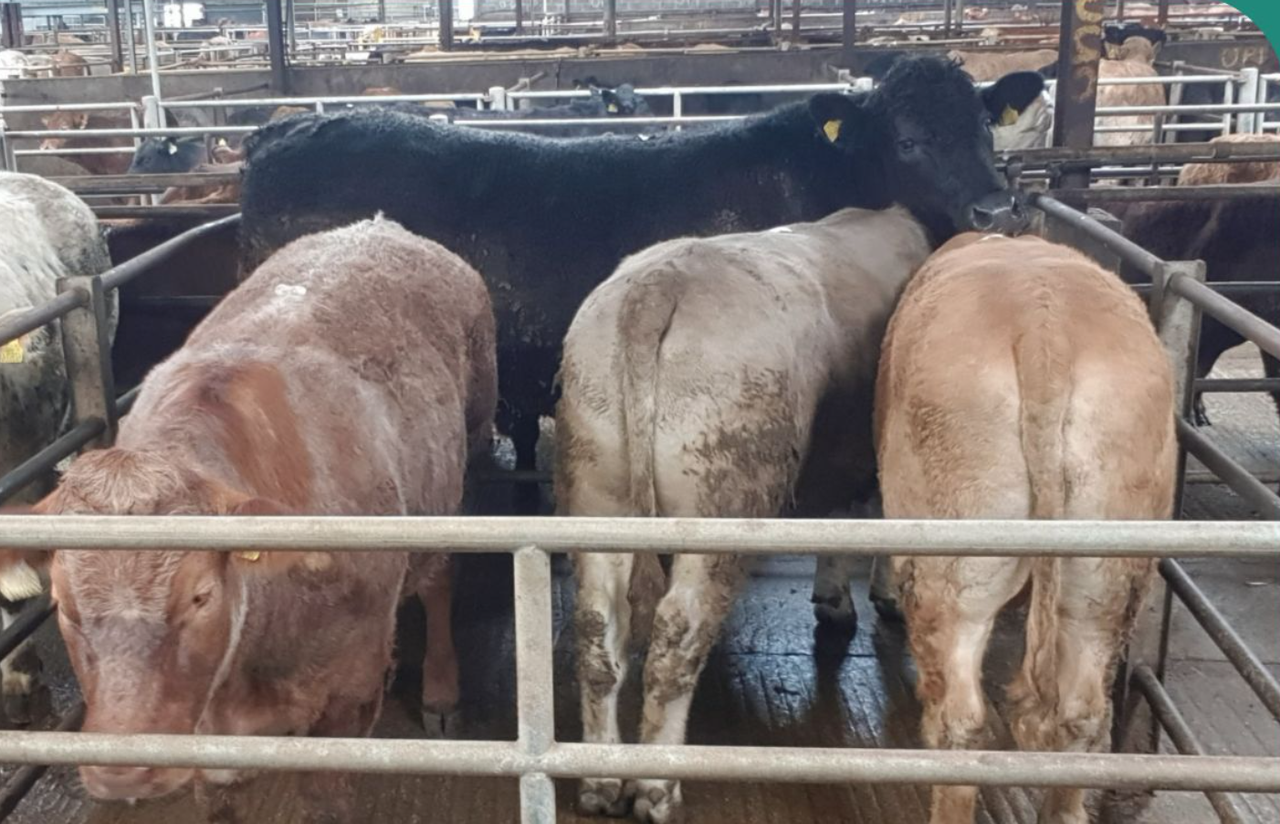Mart report: 1,100kg Angus bullock makes €5,160 at Balla