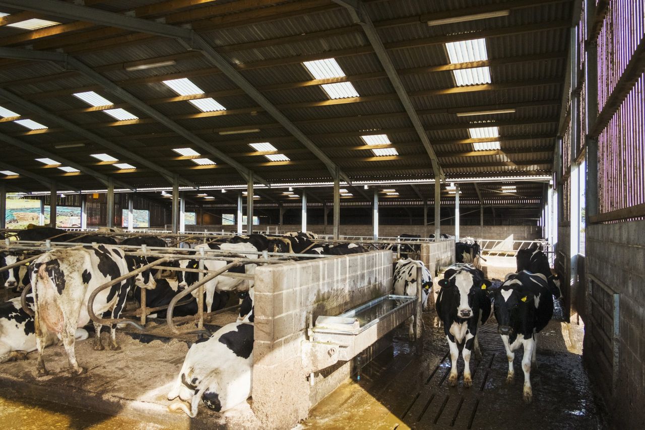 Milk Price Tracker: Majority of co-ops drop price for March
