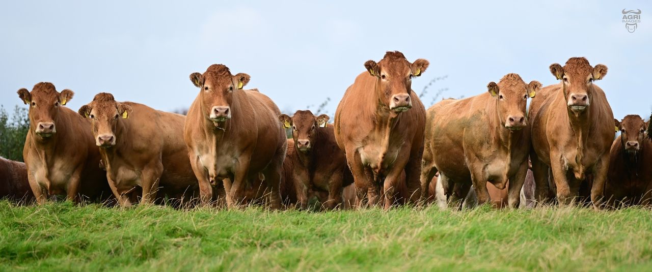Dunbia advances sustainability plan with new project in UK