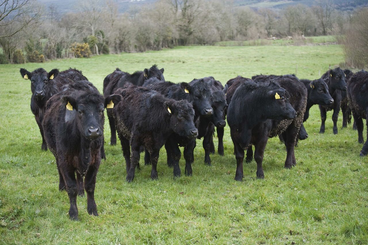 Teagasc tips on selling weanlings this autumn