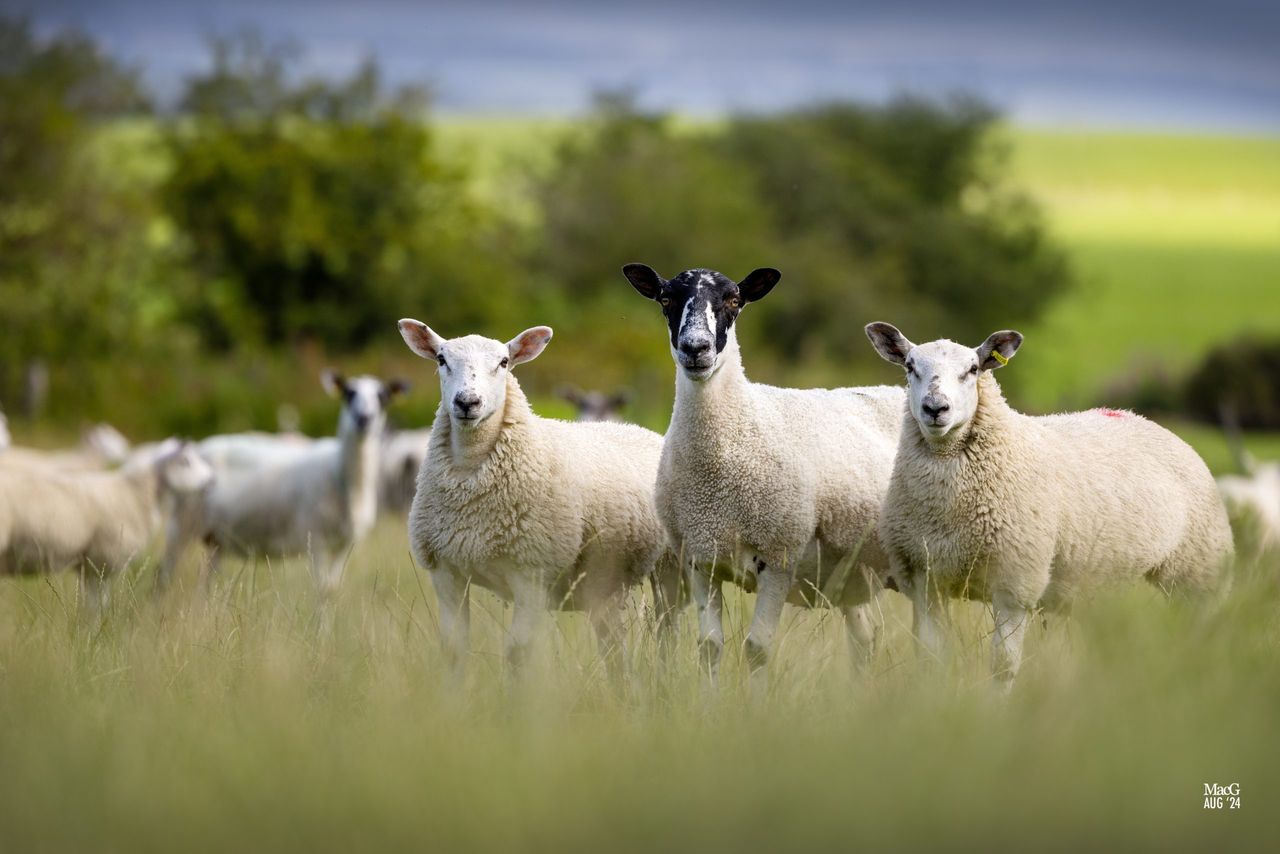 Source: Texel Sheep society