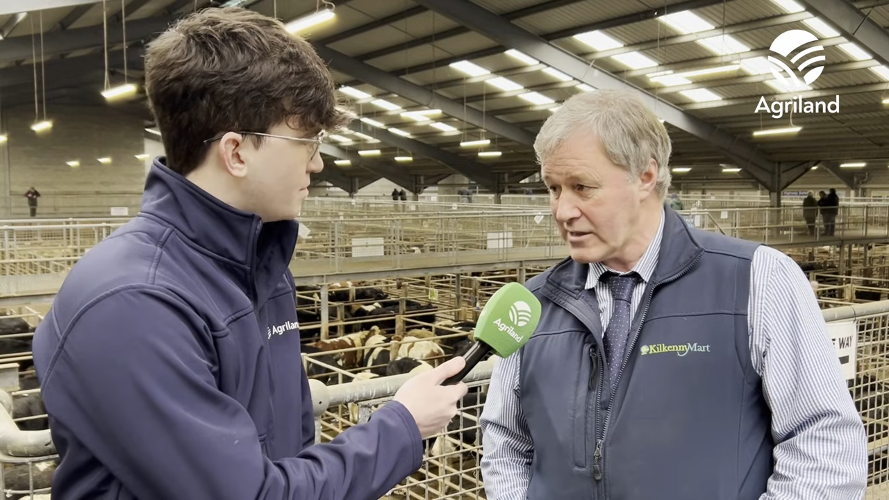 Strong trade at Kilkenny Mart despite decline in price for heavy cattle