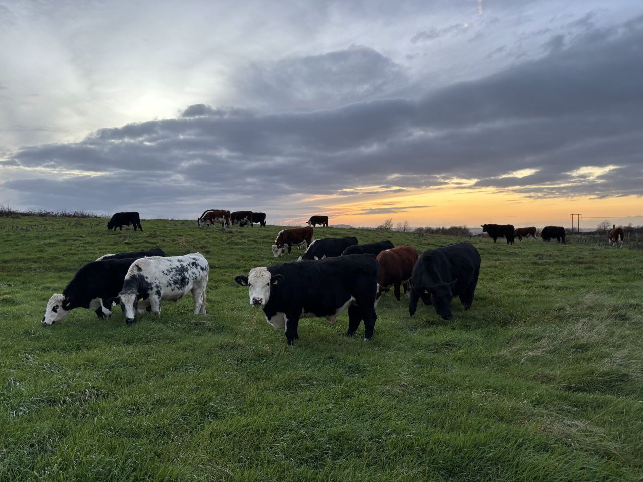 Factory quotes: Beef price positive as outlets 'put on extra shifts' for cattle