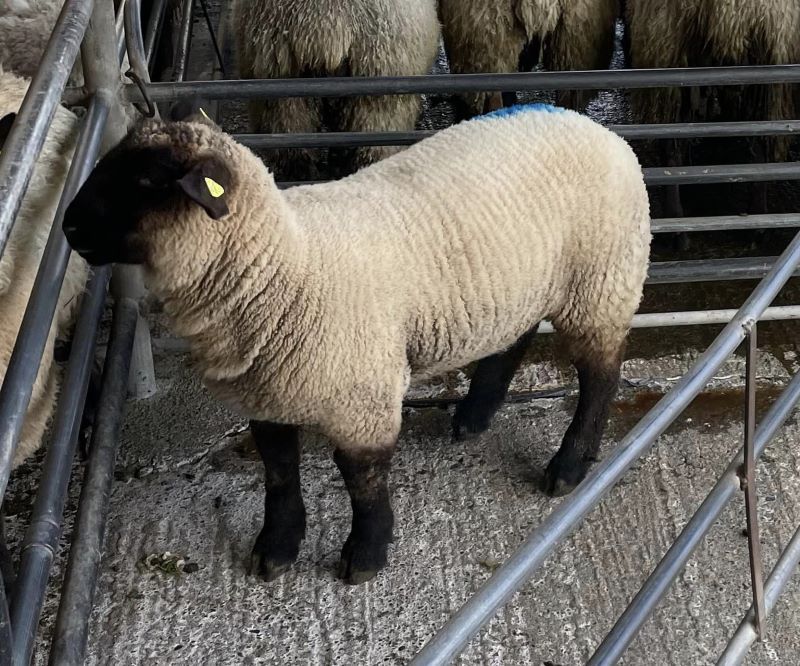 Sheep marts: First spring lamb of the year makes €190 at Loughrea