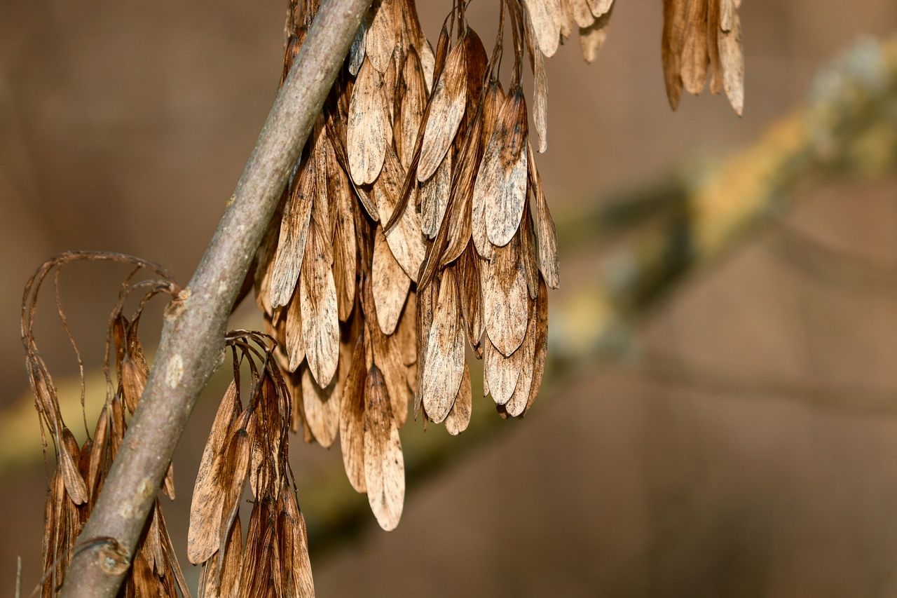 'Potential wipe out of 95% of indigenous ash trees an indictment of failed strategy'
