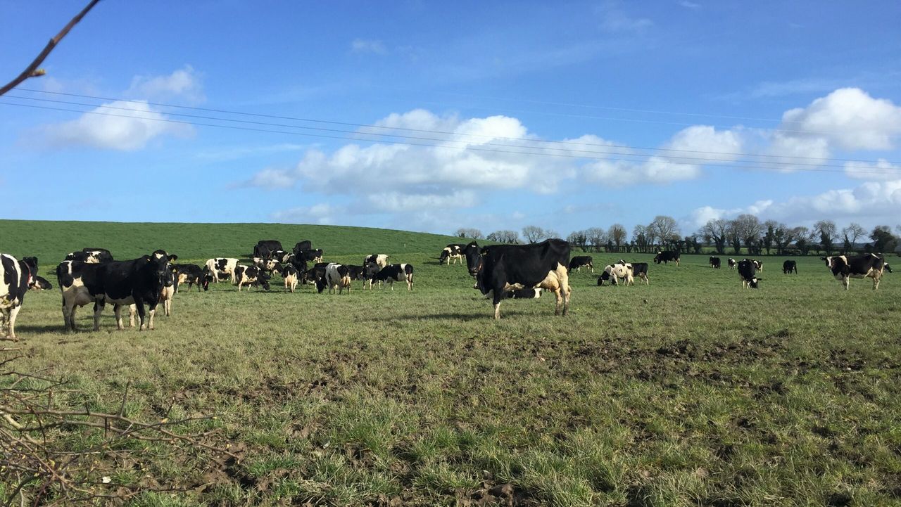 Grass growth: Heavy rain makes grazing even more challenging