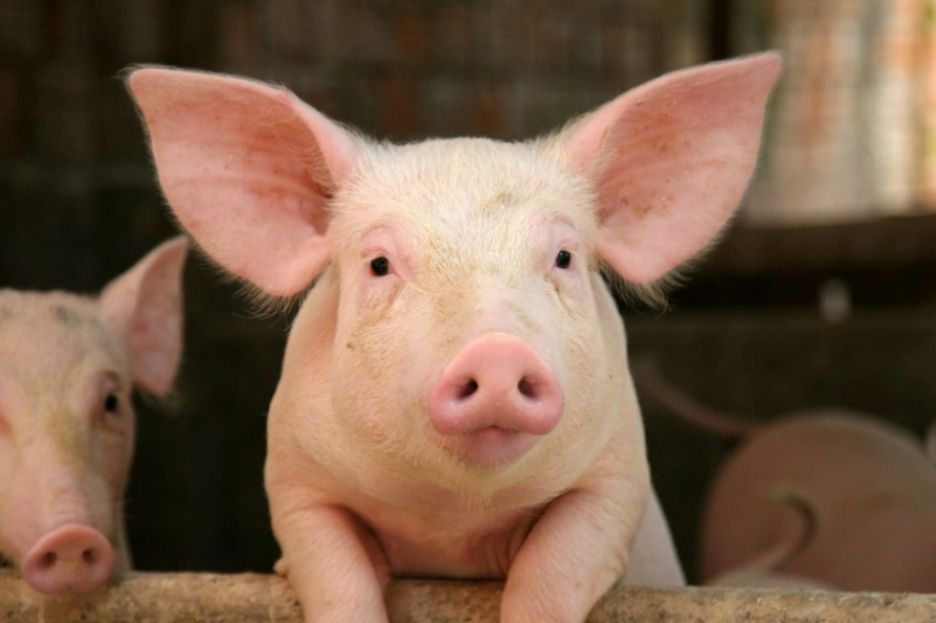 Up to 30% of pig units are at risk of closure - Teagasc