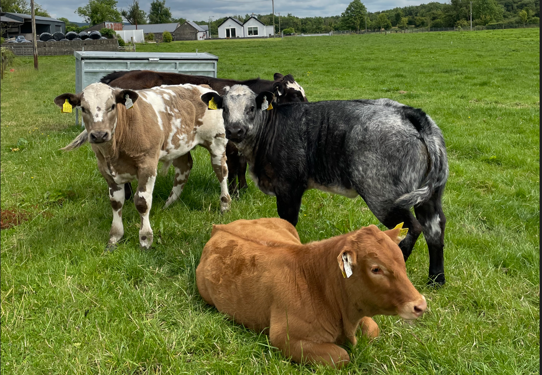 ABP Monitor Farms: Updates from Sligo and Cork farms