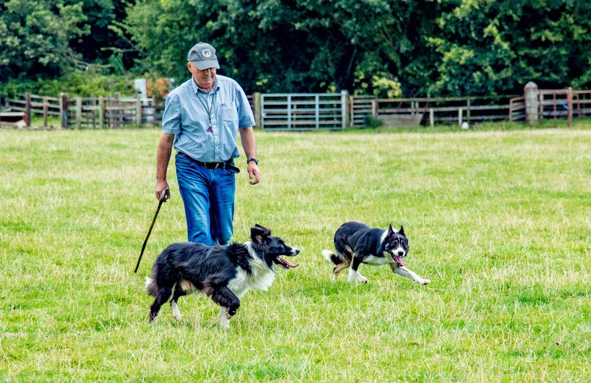 Video: Ireland's best sheep dogs take to the fields of the Model County