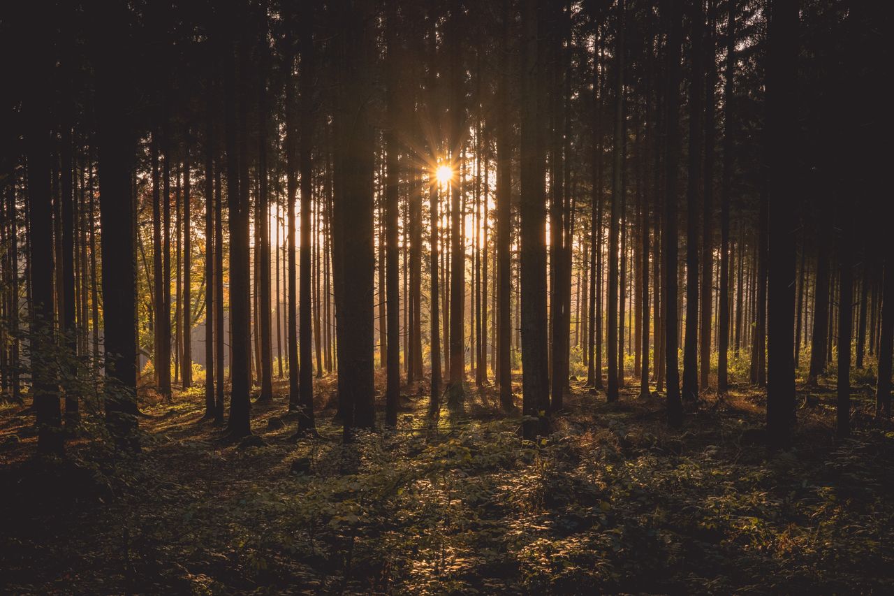DAFM must restore farmers' confidence in Forestry Programme