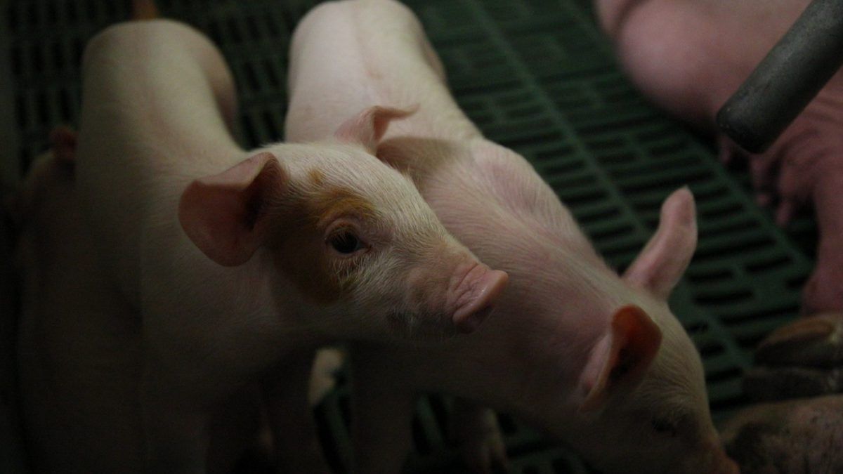 Oireachtas committee to discuss introduction of pig levy