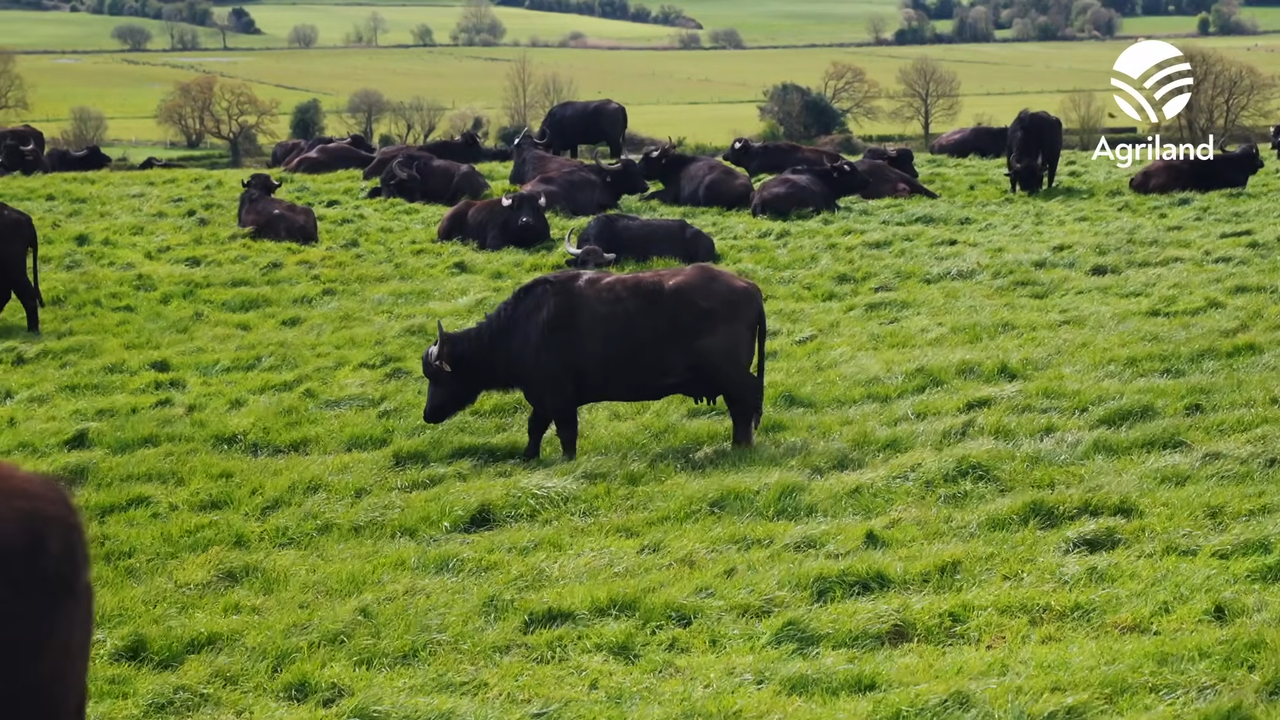 What's it like to milk a herd of Buffalos?