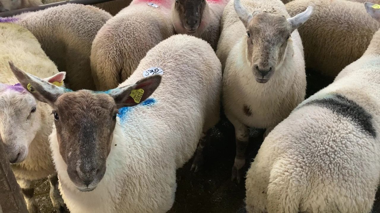 'Extremely tight supplies' driving lamb trade