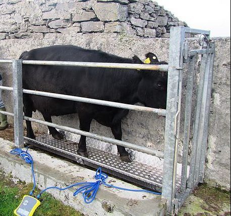 A weighing scales should be essential on every beef farm