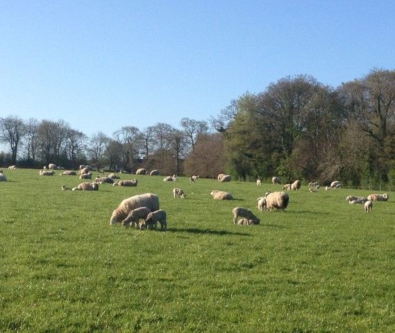 Mixed retail performance for Northern lamb