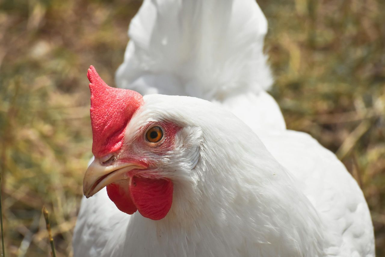 Poultry broiler sector removed from farmer VAT flat rate