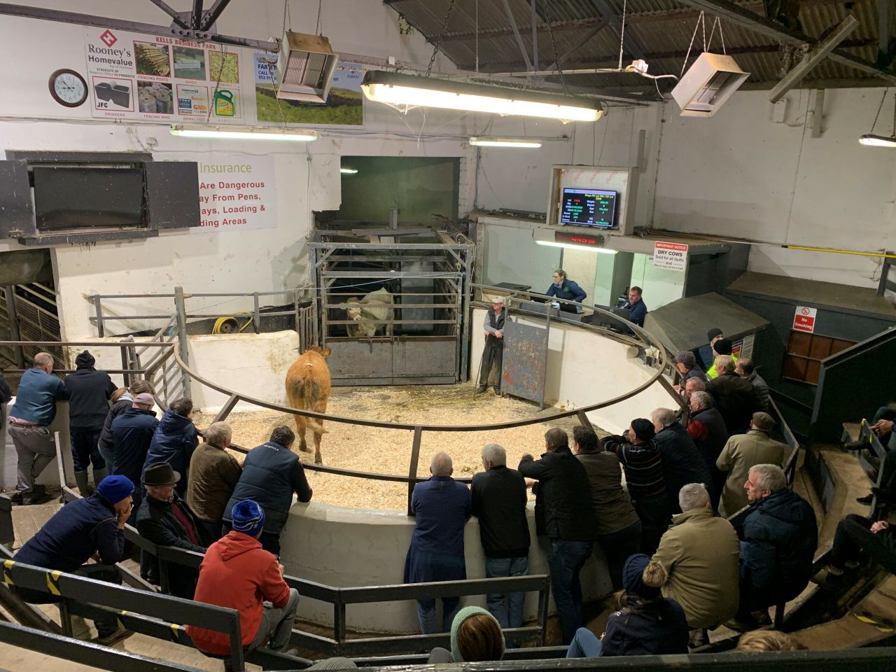 Mart report: Weanling bulls and heifers in Carnaross