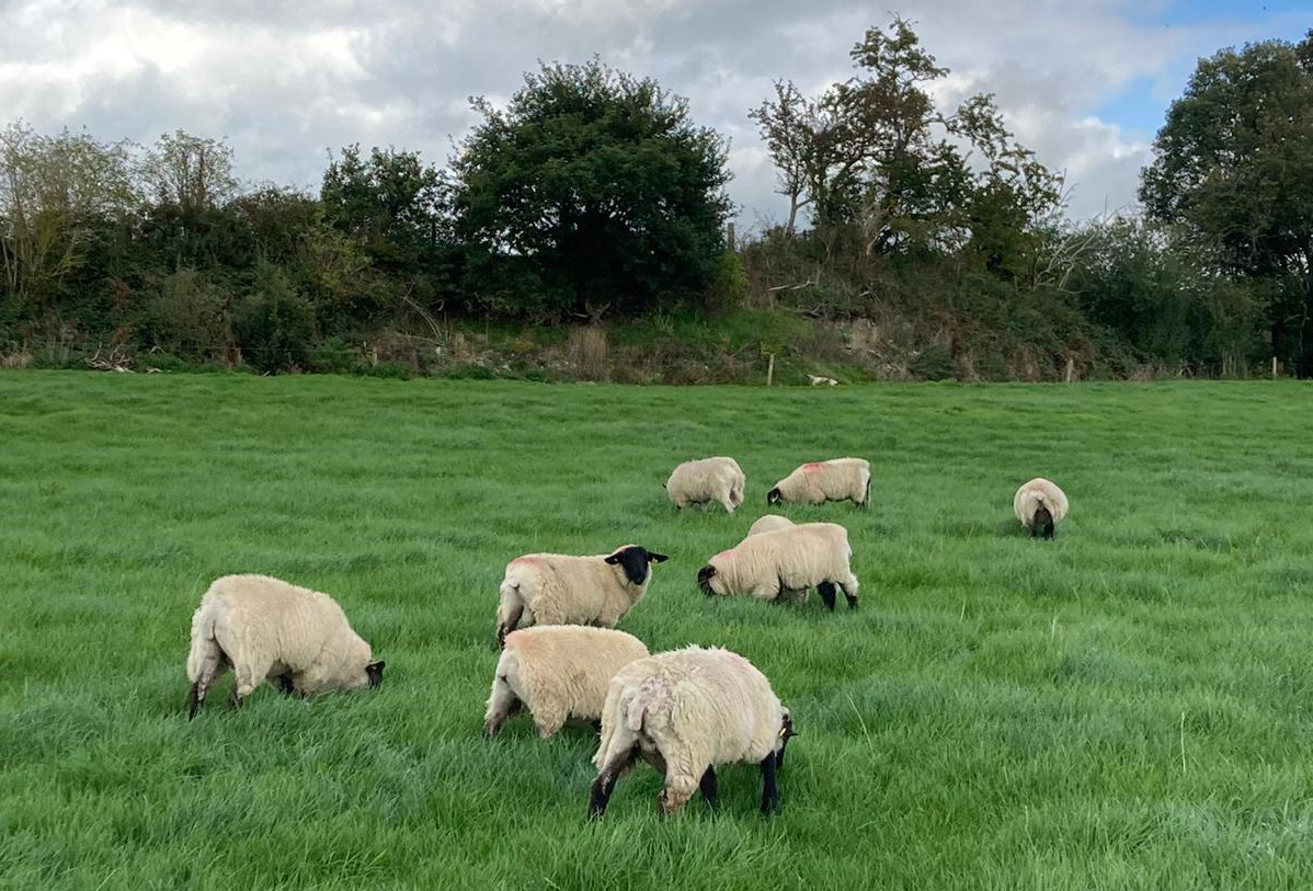ICSA: Irish lamb prices 'well out of sync' with UK and EU