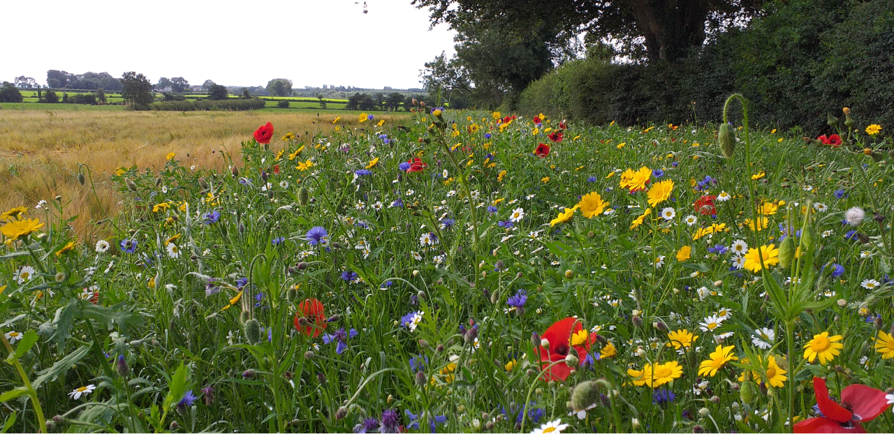 UFU welcomes 'clarity' on farm support programme
