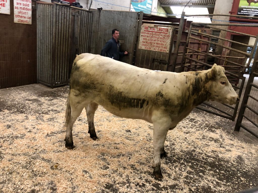 This 500kg Charolais heifer sold for €1,440, or €2.88/kg