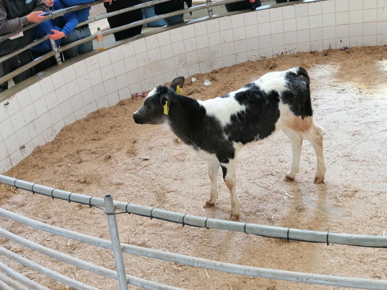 Calf trade up €20-40/head on last week