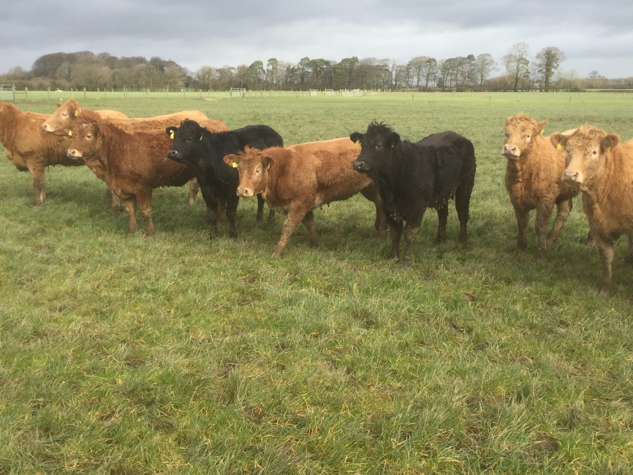 Prime cattle throughput falls for the third consecutive week